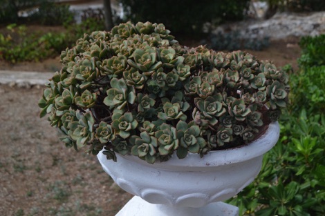 Succulent planter, Son Triay, Menorca